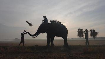 silhouette elefante sullo sfondo del tramonto, elefante tailandese in surin thailandia.