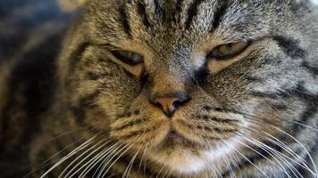 un bellissimo gatto domestico sta riposando in una stanza calda e leggera, un gatto grigio a pelo corto con gli occhi verdi che guarda la telecamera foto