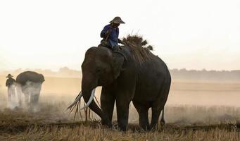 silhouette mahout giro su elefante sotto l'albero prima dell'alba foto