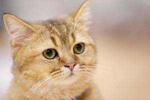 un bellissimo gatto domestico sta riposando in una stanza calda e leggera, un gatto grigio a pelo corto con gli occhi verdi che guarda la telecamera foto