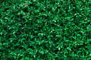 foglie verde scuro strutturate. concetto di natura per sfondo e carta da parati foto