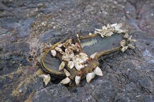 scarpa pantofola ricoperta di cirripedi marini foto