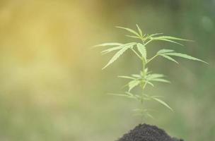 piante di cannabis che crescono nel campo foto