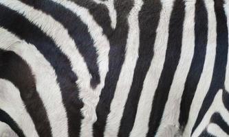 pelle di zebra, furia di zebra foto