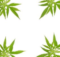 cornice di foglie di cannabis sativa verde brillante foto