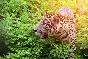 giaguaro panthera onca foto