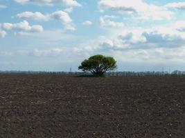 albero a foglie decidue solitario nel campo. protezione delle colture da condizioni naturali avverse. foto