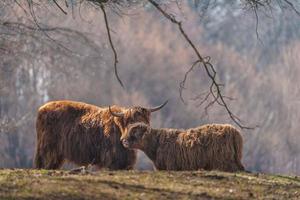 bestiame dell'altopiano sul prato foto