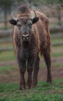 bisonte europeo nello zoo foto