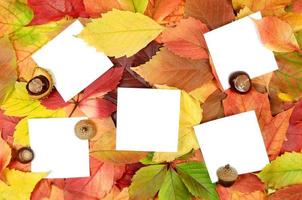 foglie autunnali e fogli di carta foto
