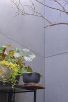 Vista ad angolo basso di piante d'appartamento verdi su ripiano in acciaio con ramo secco e sfrondato in un angolo della vecchia parete in cartongesso in stile minimal vintage e cornice verticale foto