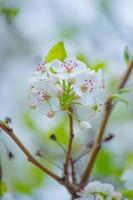 la bellezza dei fiori di ciliegio vista in newjersey foto