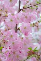 la bellezza dei fiori di ciliegio vista in newjersey foto