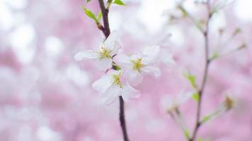 la bellezza dei fiori di ciliegio vista in newjersey foto