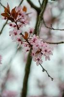 la bellezza dei fiori di ciliegio vista in newjersey foto