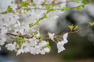 la bellezza dei fiori di ciliegio vista in newjersey foto