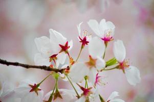 la bellezza dei fiori di ciliegio vista in newjersey foto