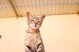 ritratto di un gatto grigio con strisce adagiato su un terreno, primo piano, fuoco selettivo. foto