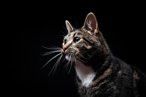 gatto adulto purosangue, fotografato in studio su sfondo nero. foto
