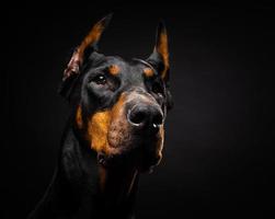 ritratto di un cane doberman su uno sfondo nero isolato. foto