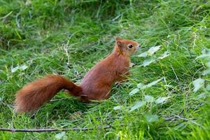 scoiattolo rosso eurasiatico foto