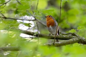 pettirosso che canta su un albero in una giornata di primavera foto