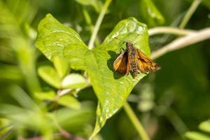 grande farfalla skipper appoggiata su una foglia sotto il sole estivo foto