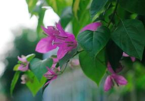 fiori di bouganville - fiori di bouganville viola sbocciano su uno sfondo sfocato. fiori di bouganville isolati foto