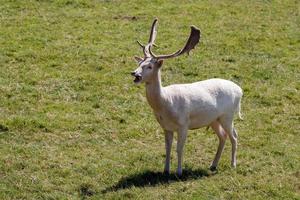 maschio di daino albino in piedi al sole foto