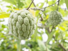 crema di frutta mela, annona squamosa foto