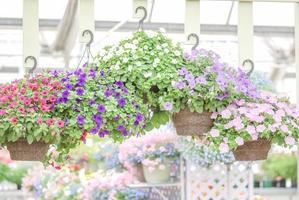 coloratissimi fiori di petunia, la grandiflora è la varietà più popolare di petunia, con grandi fiori singoli o doppi che formano cumuli di fiori colorati solidi, striati o variegati. foto