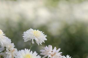 fiori di crisantemo bianco, crisantemo in giardino. fiore sfocato per sfondo, piante colorate foto