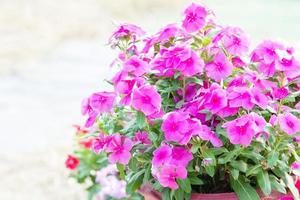 vinca rosea fiori sbocciano nel giardino, fogliame varietà di fiori di colori, fuoco selettivo foto