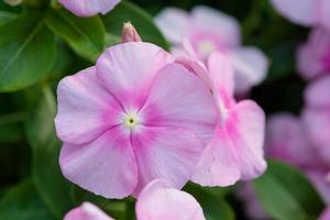 vinca rosea fiori sbocciano nel giardino, fogliame varietà di fiori di colori, fuoco selettivo foto