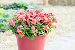 vinca rosea fiori sbocciano nel giardino, fogliame varietà di fiori di colori, fuoco selettivo foto