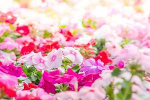 vinca rosea fiori sbocciano nel giardino, fogliame varietà di fiori di colori, fuoco selettivo foto