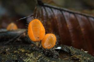 fungo arancione, fungo champagne nella foresta pluviale. foto