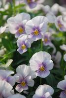 viole del pensiero di fiori bianchi e viola primo piano di fiori colorati di viole del pensiero foto