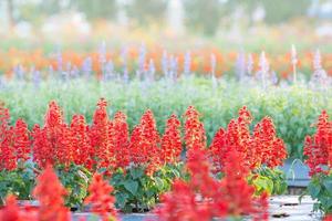 fuoco morbido e selettivo di salvia rossa, fiore sfocato per lo sfondo, piante colorate foto