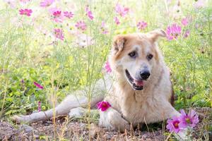 cane sfocato e fiore per lo sfondo foto