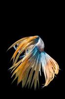 pesce betta multicolore, pesce combattente siamese su sfondo nero