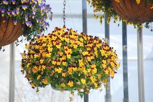 Viole del pensiero del fiore giallo e rosso primo piano del fiore colorato del pansy, pianta del vaso. foto