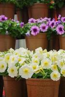 petunia rosa, petunie nel vaso nero, petunia rosa su una mensola di legno foto