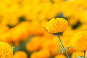 campi di fiori di calendule arancioni, fuoco selettivo foto