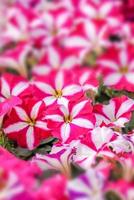 coloratissimi fiori di petunia foto