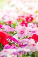 vinca rosea fiori sbocciano nel giardino, fogliame varietà di fiori di colori, fuoco selettivo foto