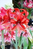 fiore di amarylis, piena fioritura in un giardino botanico tropicale. hippeastrum amaryllis foto