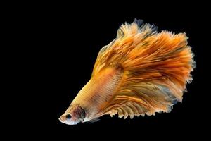 pesce betta in oro giallo, pesce combattente siamese su sfondo nero foto