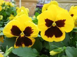 primo piano delle viole del pensiero del fiore giallo e nero del fiore variopinto della viole del pensiero foto