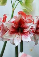 fiore di amarylis, piena fioritura in un giardino botanico tropicale. hippeastrum amaryllis foto